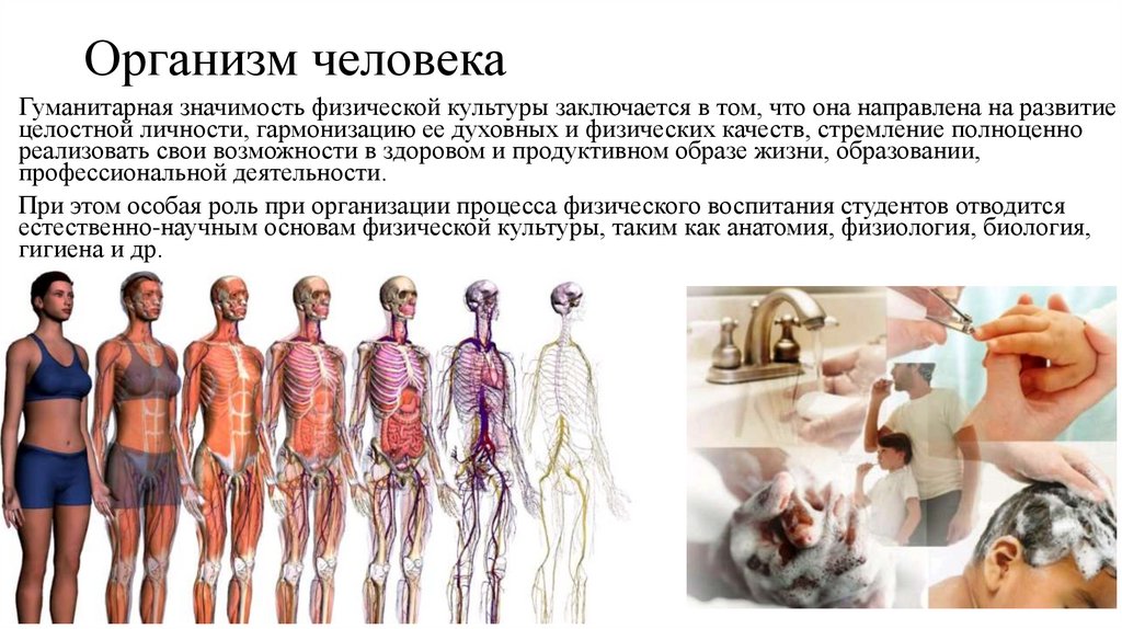 Организм как единая саморазвивающаяся и саморегулирующаяся система