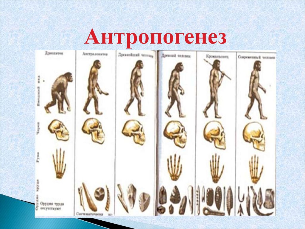 Культура эволюции человека. Эволюция человека Антропогенез. Происхождение человечества Антропогенез. Этапы антропогенеза. Антропогенез схема.