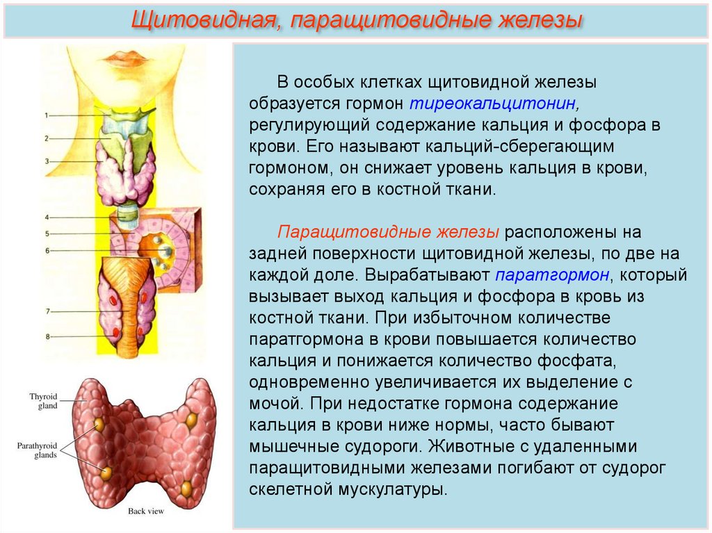 Паратгормон повышен кальций повышен