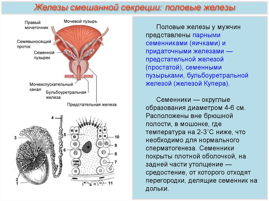 Семенники это в биологии