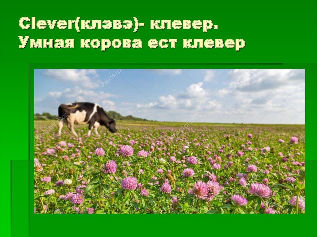 Clever(клэвэ)- клевер. Умная корова ест клевер