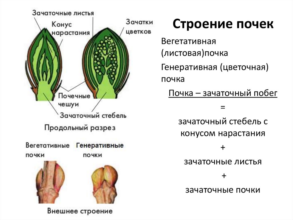 Осевой орган растения строение