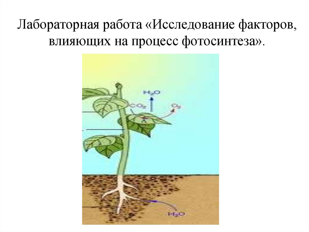 Происходит в корнях растения фотосинтез