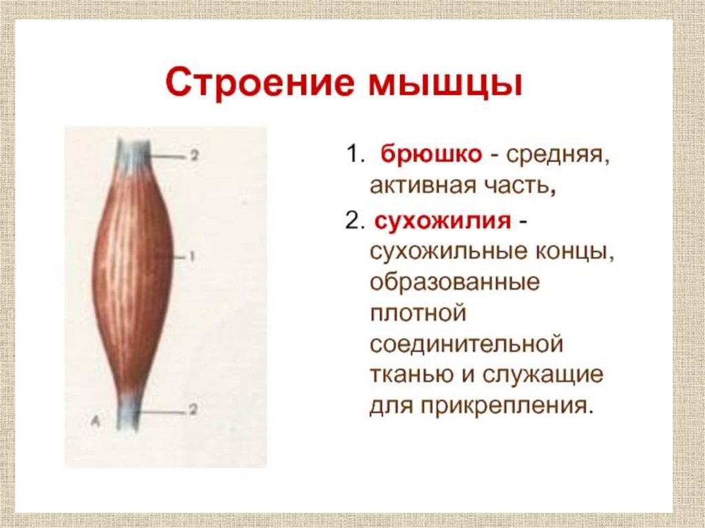 "Общие вопросы анатомии и физиологии костной и мышечной системы ...