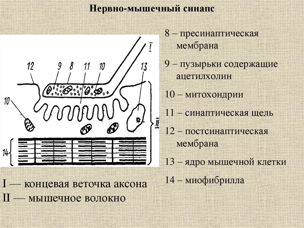 Нервно мышечный синапс передача