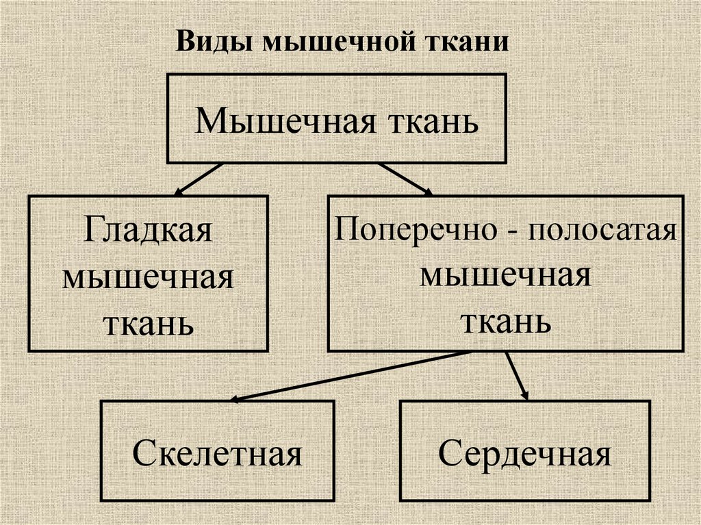 Виды мышечной ткани
