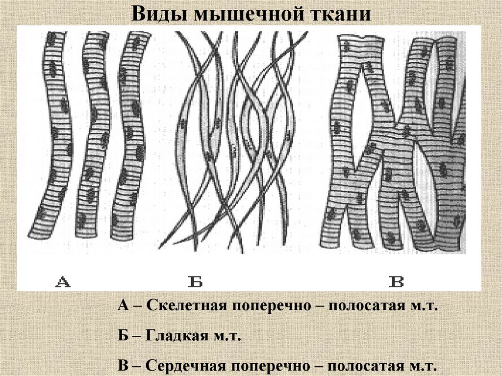 Изображение поперечно полосатой мышечной ткани. Мышечная ткань. Поперечно полосатая сердечная ткань ЕГЭ. Виды мышечной ткани. Гладкая мышечная ткань рисунок.