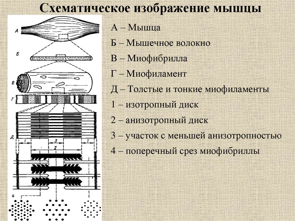 Схематическое изображение мышцы