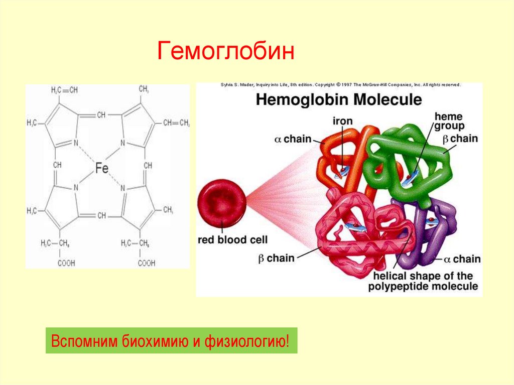 Гемоглобин строение виды. Строение гема гемоглобина. Гемоглобин структура белка. Тип белка гемоглобина. Схема строения молекулы гемоглобина.