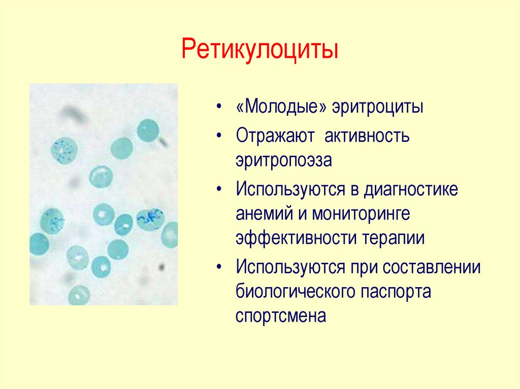 Ретикулоциты повышены у мужчины. Строение и функция ретикулоцитов. Ретикулоциты строение и функции. Ретикулоциты микроскопия норма. Ретикулоциты методика подсчета.