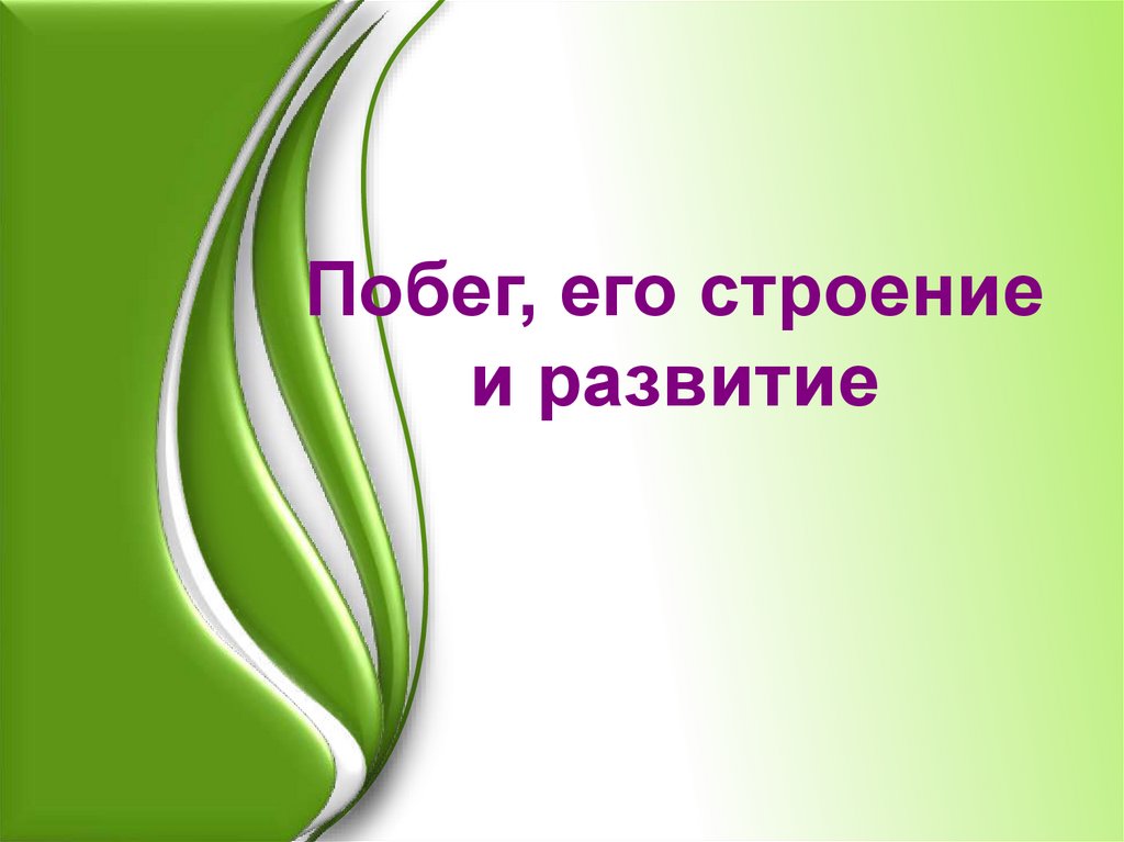 Побег и почки 6 класс презентация по биологии