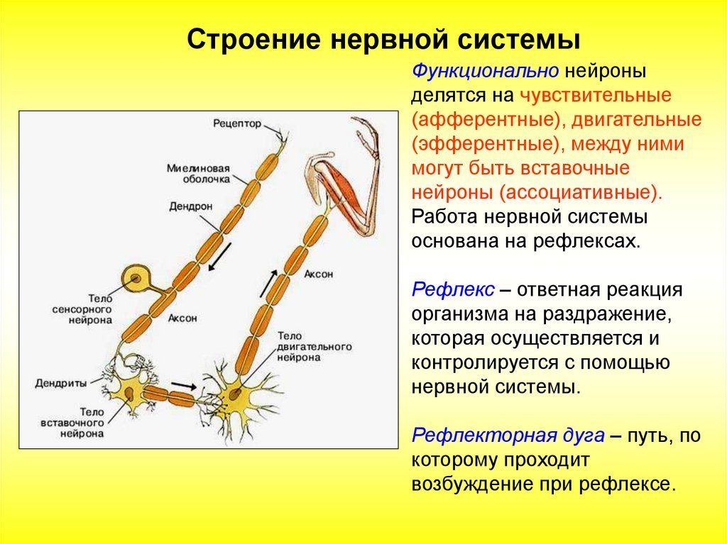 Схема аксон рефлекса