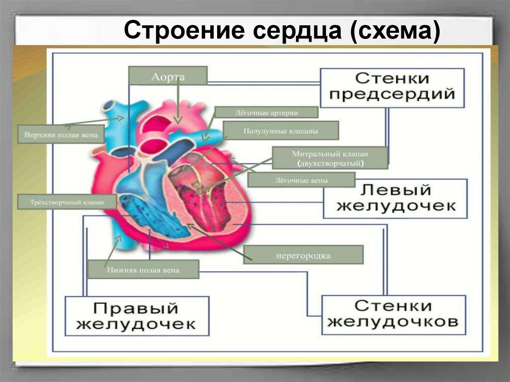 Схема сердечно сосудистой системы человека