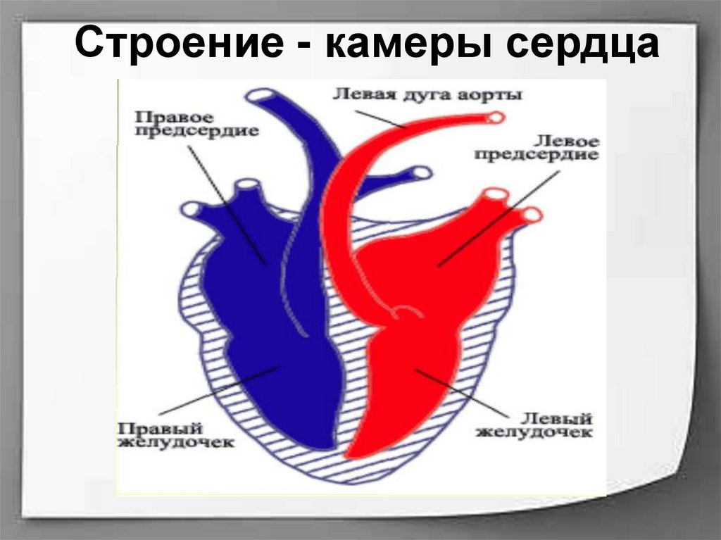 Камеры сердца картинка