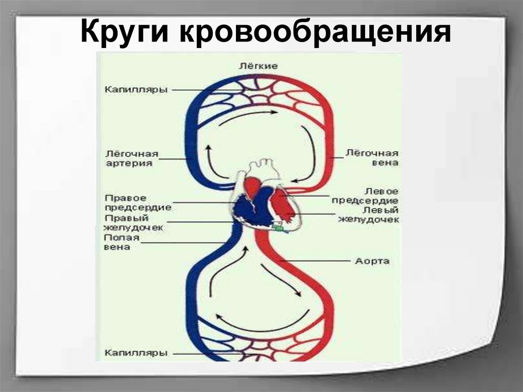 4 круга кровообращения у человека. Большой и малый круг кровообращения.