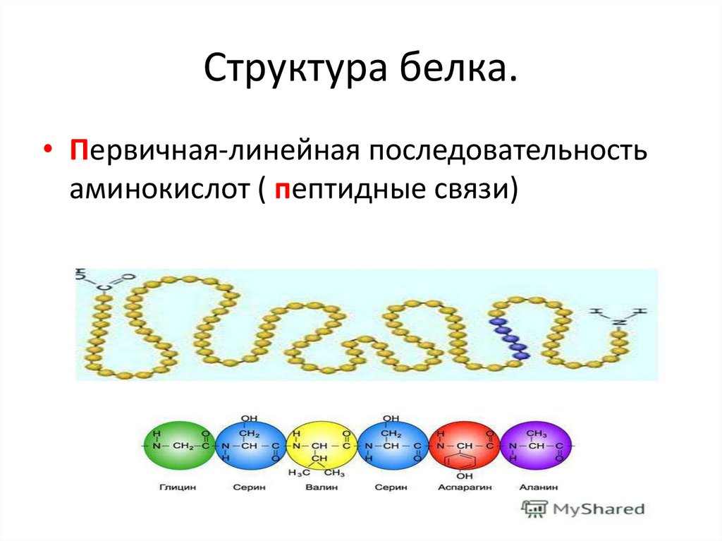 Особенности строения белков