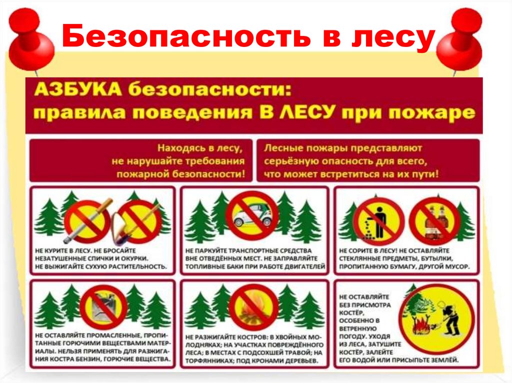 Безопасность в лесу