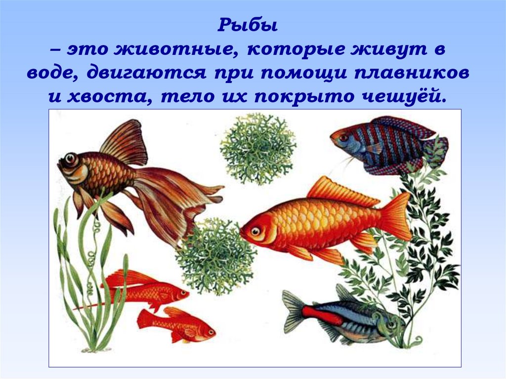 Презентация аквариумные рыбки. Рыбы для дошкольников. Обитатели воды рыбы для дошкольников. Рыбы занятие для дошкольников. Пресноводные рыбы картинки для детей дошкольного возраста.