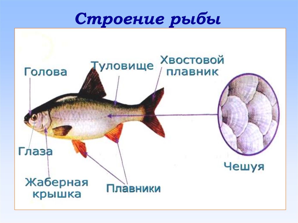 Прочитайте рыбе вода. Строение рыбы схема. Строение рыбы для детей. Строение рыбы схема для детей. Схема строения рыбы для дошкольников.
