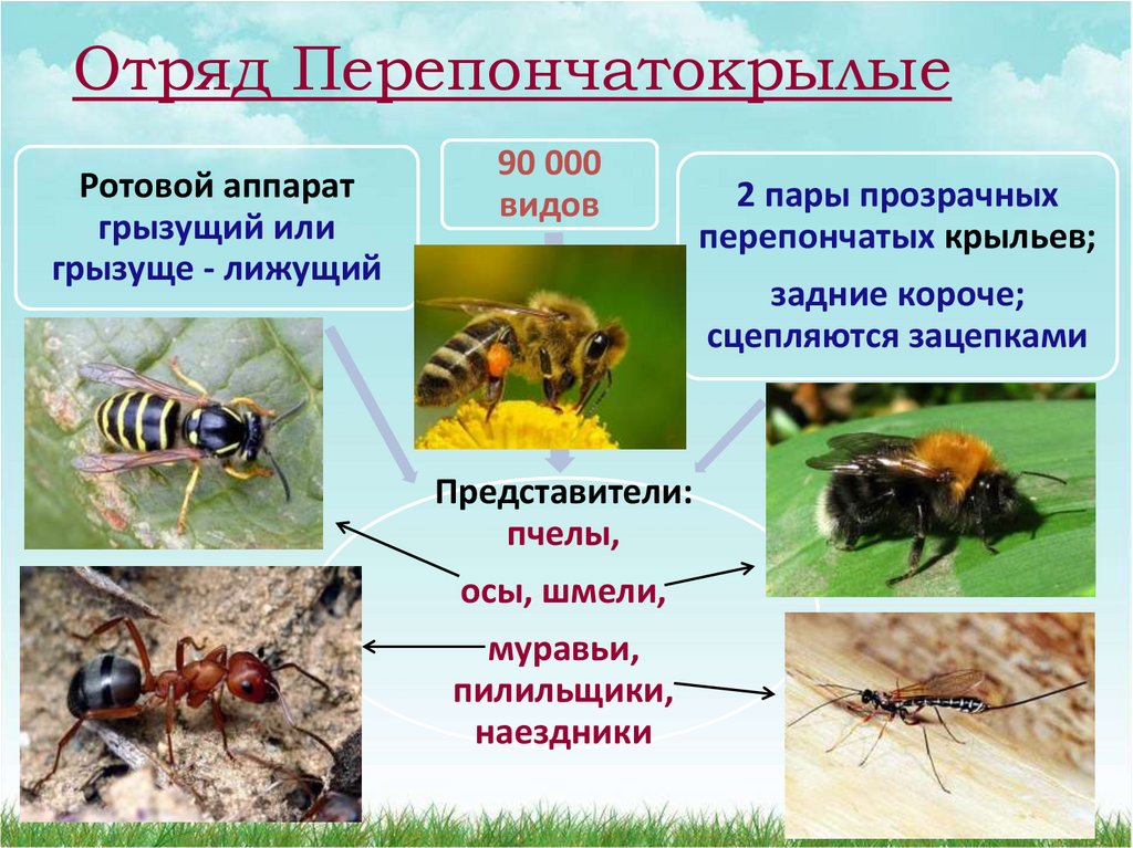 К какому типу относят насекомых. Перепончатокрылые представители отряда таблица. Признаки отряда пчел. Отряд Перепончатокрылые пчелы. Перепончатокрылые представители отряда.