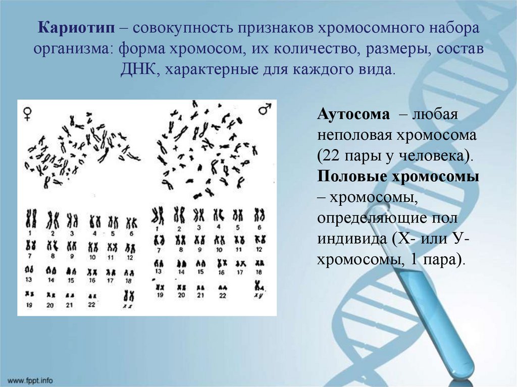 Кариотип характерен для. Кариотип набор хромосом. Кариотип совокупность признаков набора хромосом. Кариотип аутосомы и половые.