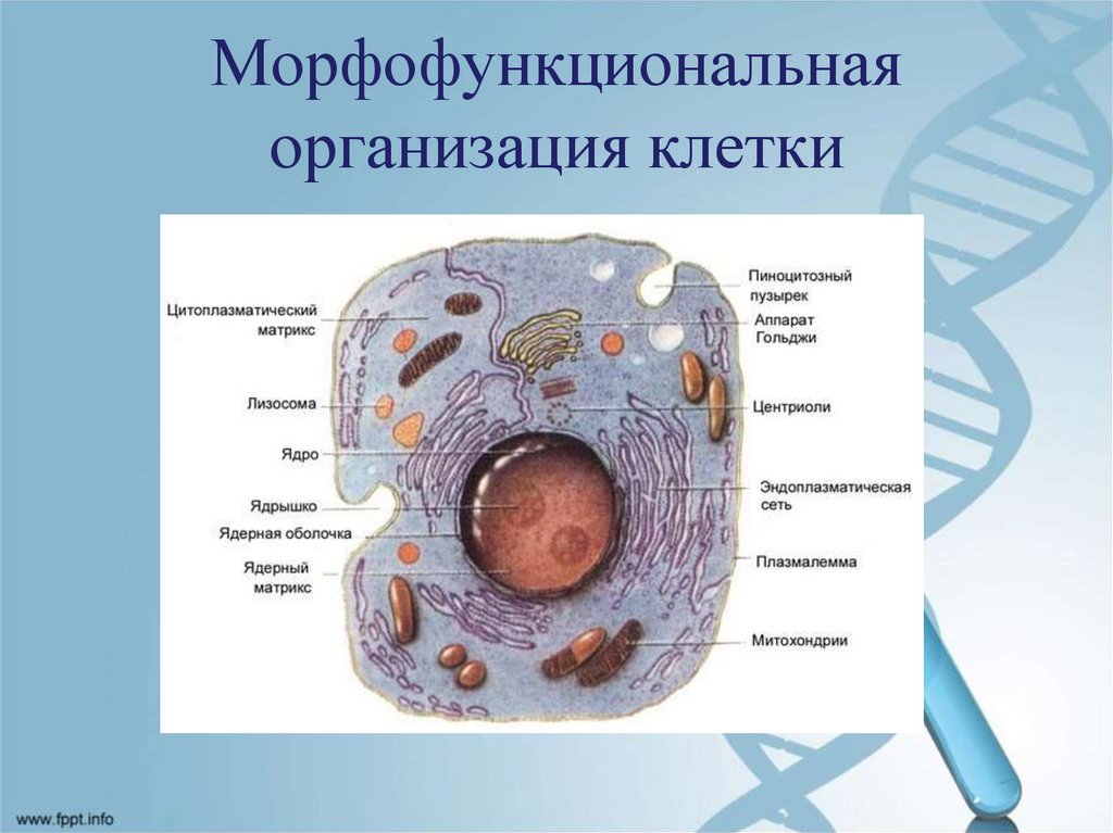 Характер клеток. Морфофункциональная организация эукариотической клетки. Морфофункциональная характеристика органелл клетки. . Цитологические основы наследственности. Строение и функции клетки. Организация животной клетки.