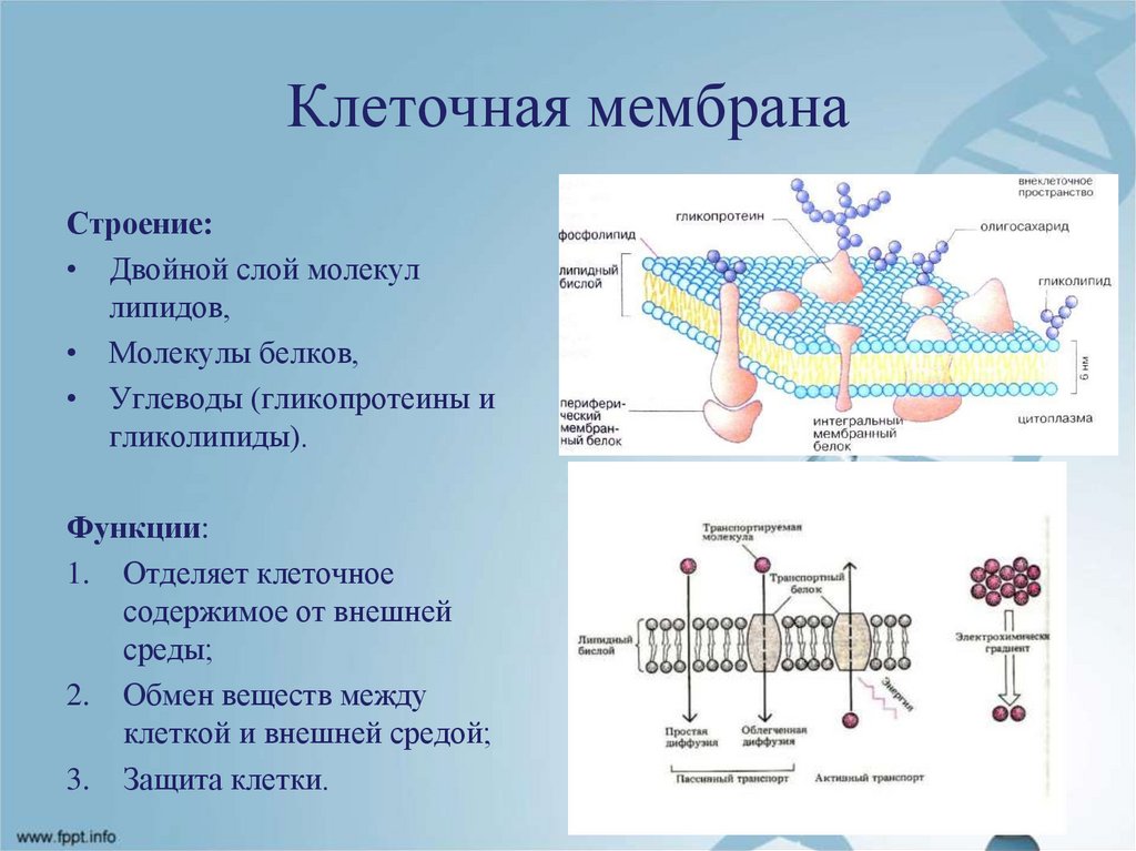 Мембраны клеток содержат. Липидные рафты биологических мембран. Принцип организации клеточных мембран.. Биологическая мембрана фосфолипид. В состав бислоя клеточных мембран входят.