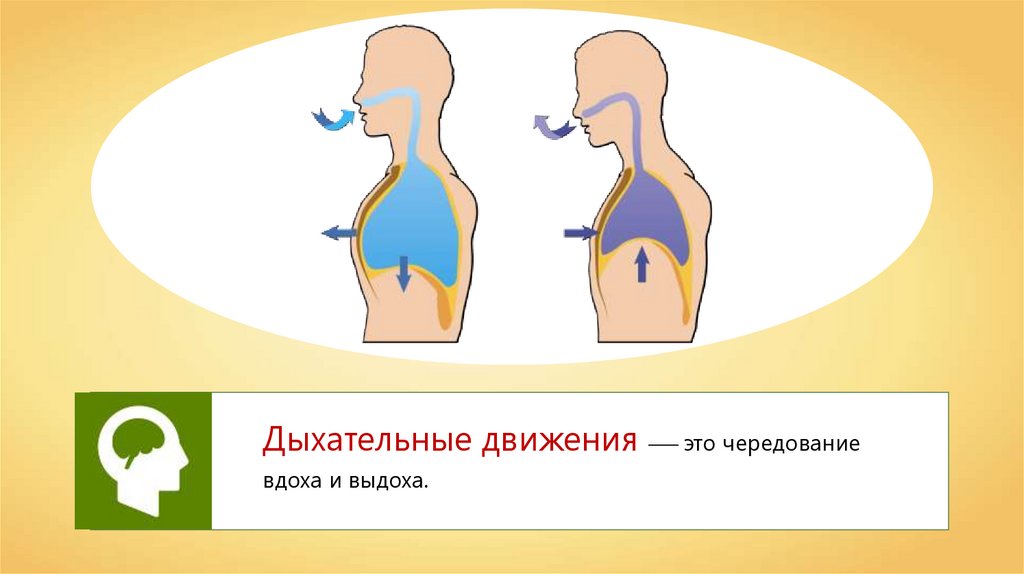 Дыхание взрослого. Дыхание это совокупность процессов. Дыхательные движения. Дыхание - это ... Процесс дыхания.. Дыхательные движения вдох и выдох.