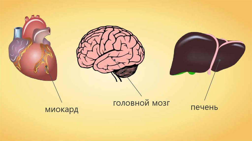 Желудок головной мозг печень. Мозг и сердце.