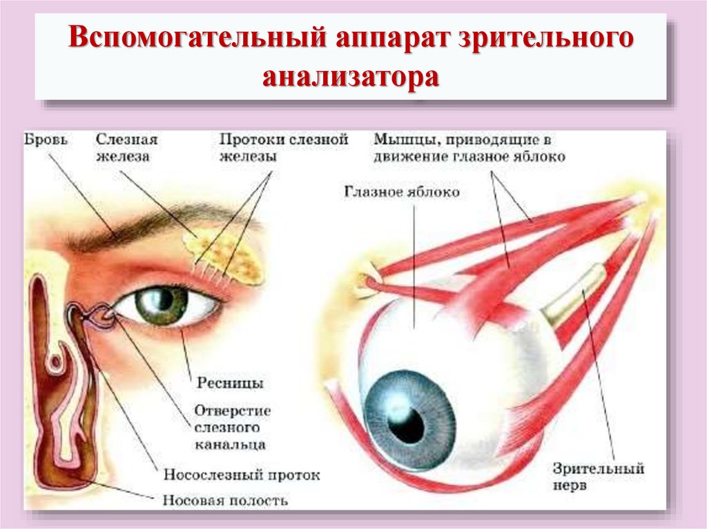 Слезные железы вспомогательный аппарат. Зрительный анализатор вспомогательный аппарат глаза. Строение зрительного анализатора глазное яблоко. Вспомогательные органы зрительного анализатора. Вспомогательный аппарат глаза слезный строение.