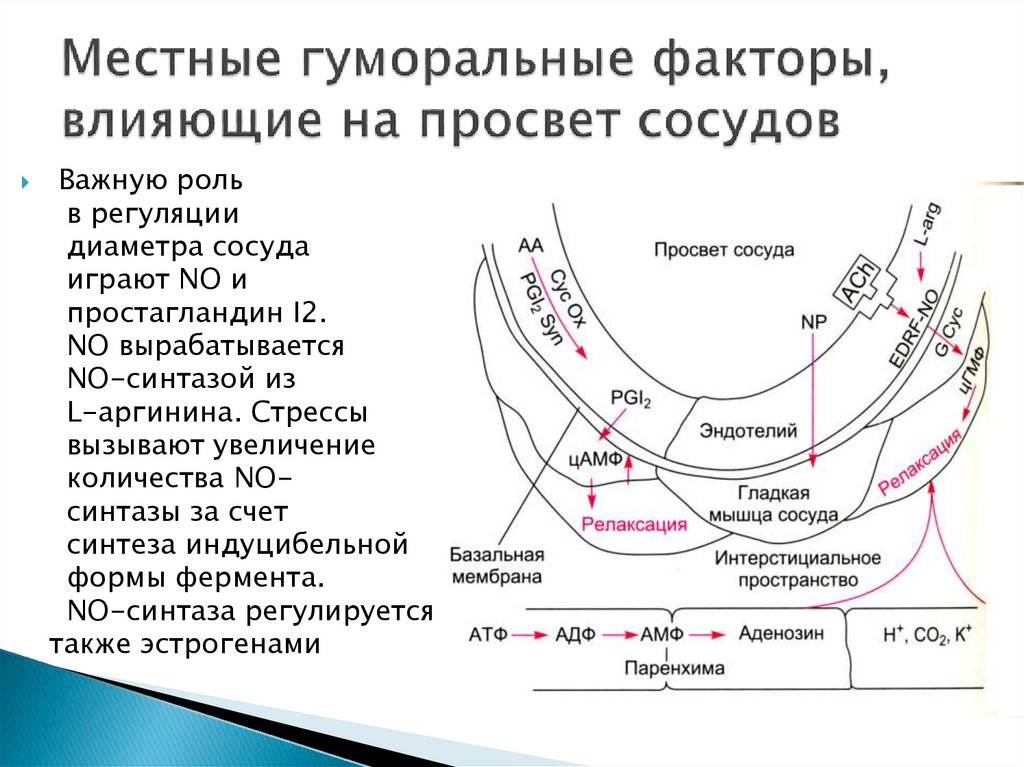 Просвет сосудов