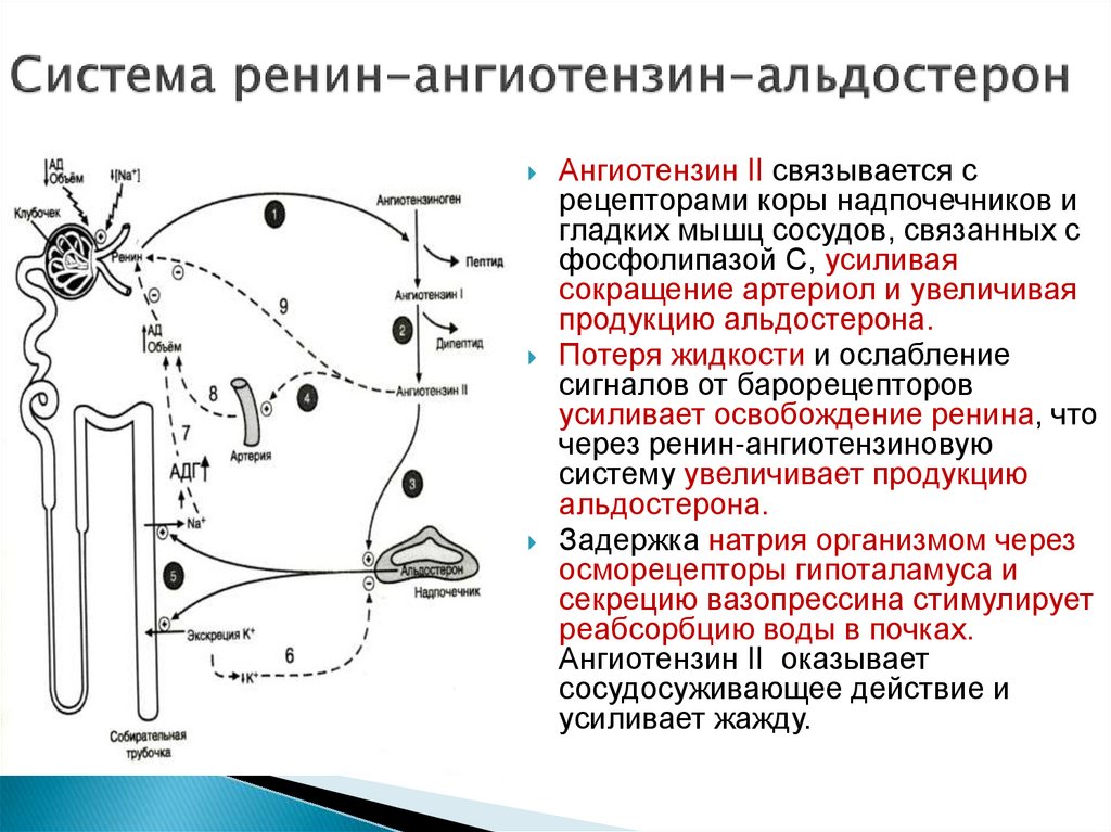 Ренин анализ