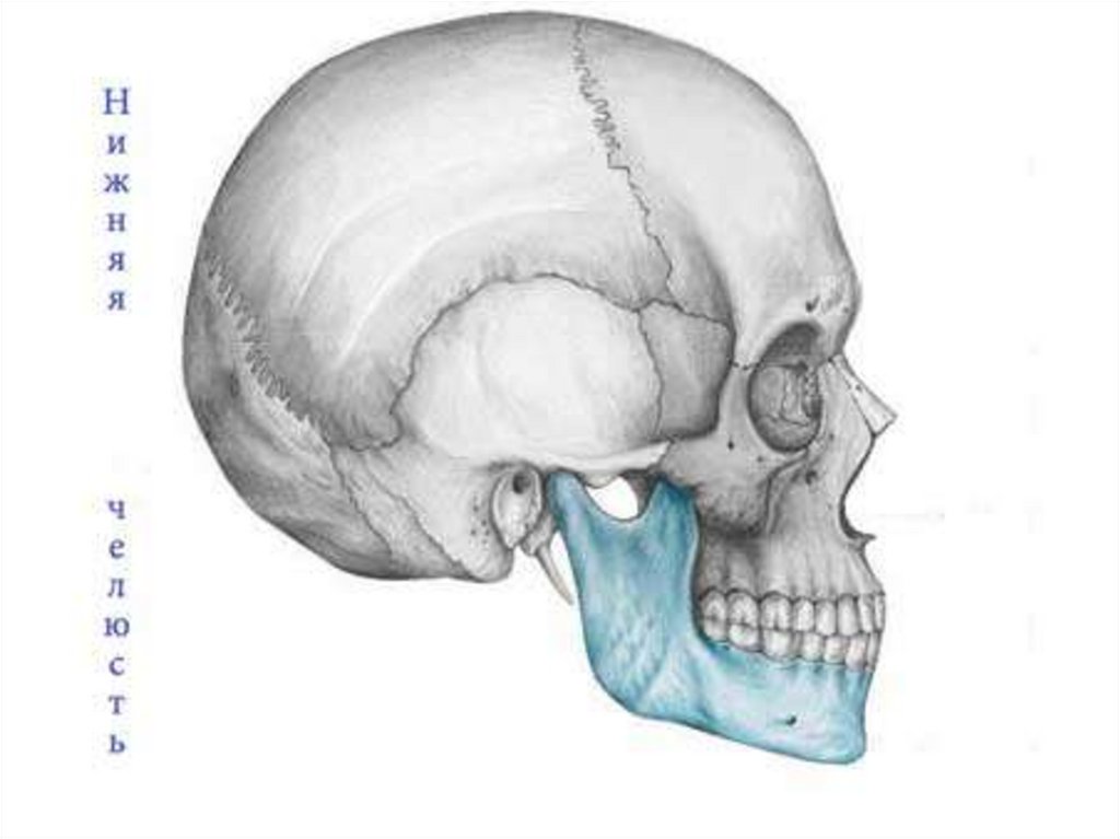 Анатомия скуловой кости. Скуловая дуга. Скуловая кость выпирает. Скуловые кости черепа.