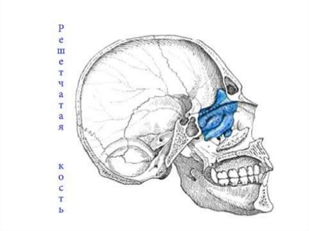 Продырявленная пластинка решетчатой кости. Решетчатая кость и твердая мозговая. Роение желез на черепе. Носовая капсула.