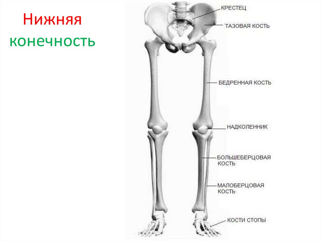 Бедренная кость анатомия человека строение. Кости нижней конечности правой вид спереди. Скелет бедра человека с названием костей. Кости нижней конечности строение.