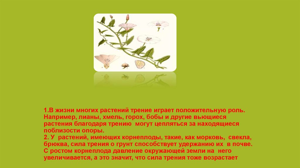 1.В жизни многих растений трение играет положительную роль. Например, лианы, хмель, горох, бобы и другие вьющиеся растения