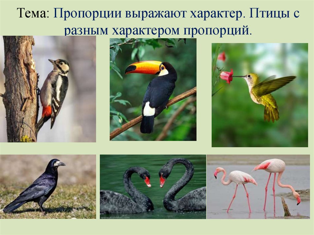 Тема: Пропорции выражают характер. Птицы с разным характером пропорций.