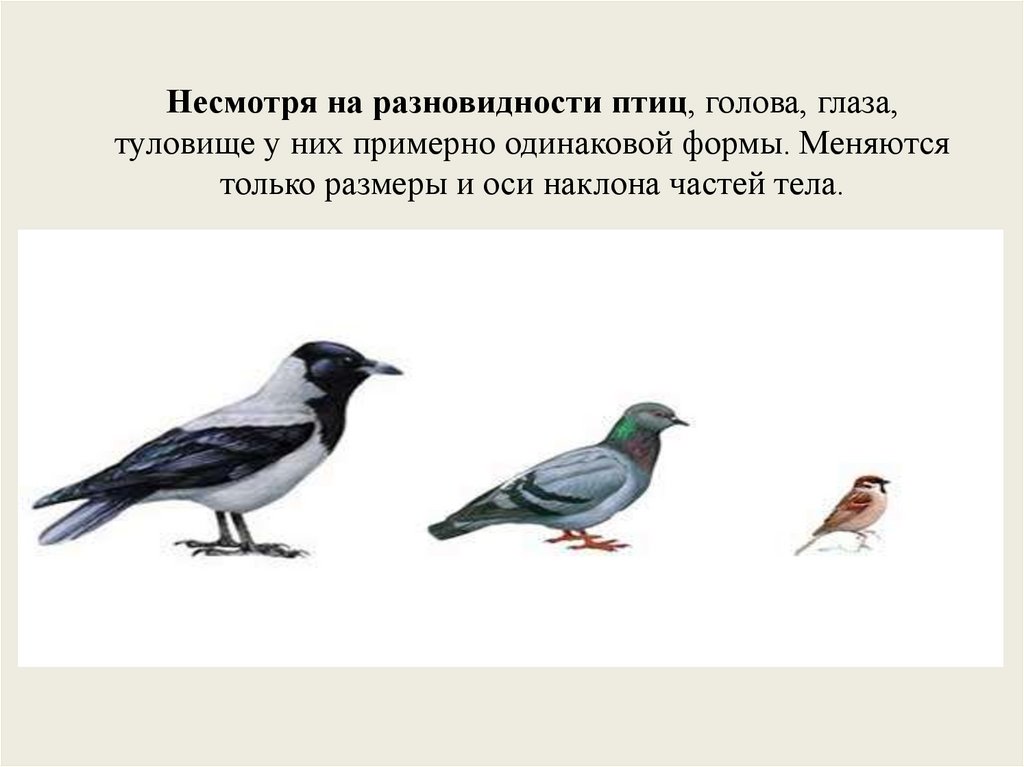 Несмотря на разновидности птиц, голова, глаза, туловище у них примерно одинаковой формы. Меняются только размеры и оси наклона