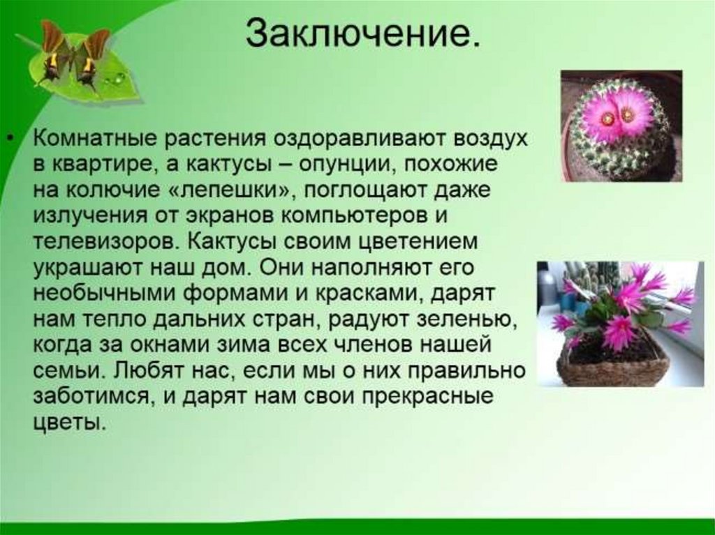 Презентация про кактус