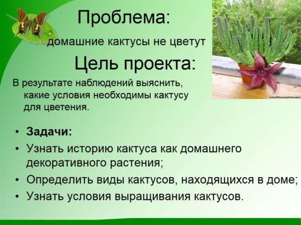 Презентация кактусы 3 класс