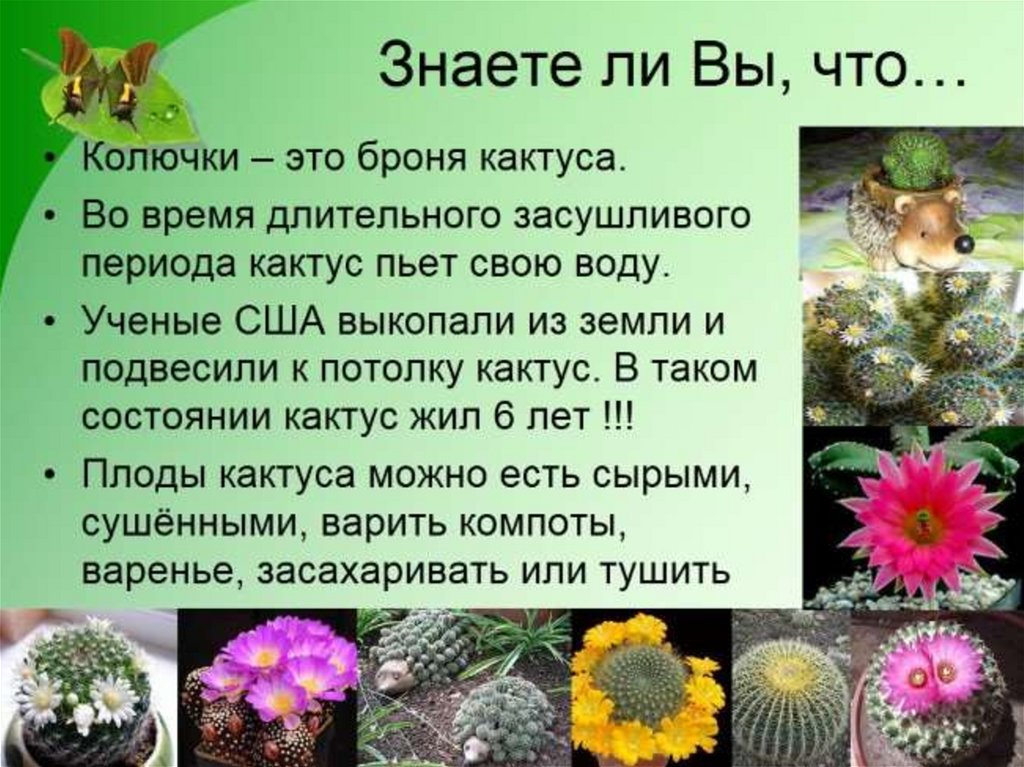 Рассказ про кактус 2 класс. Кактус для презентации. Информация о кактусе. Факты о кактусах. Интересное о кактусах для детей.