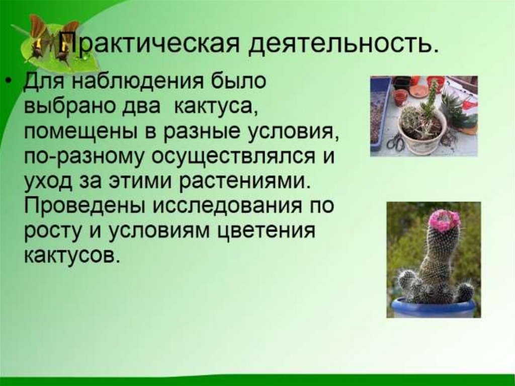 Презентация кактусы 3 класс