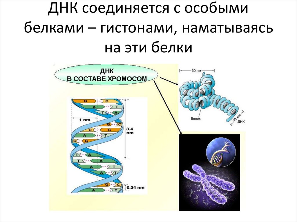 Особый белок