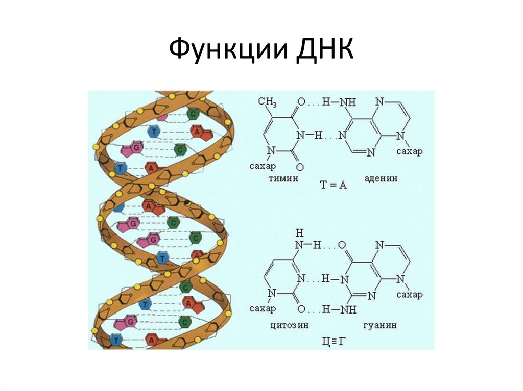 Роль днк и рнк. Функции ДНК. Биологические полимеры нуклеиновые кислоты. Биологические функции ДНК. Биологические полимеры- нуклеиновые кислоты. Разнообразие, функции..
