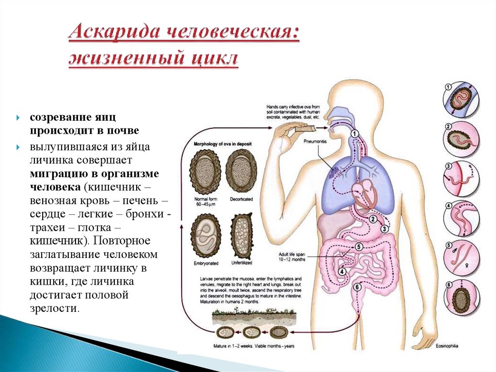 Где находится аскарида. Цикл аскариды. Личинки аскариды в организме человека.