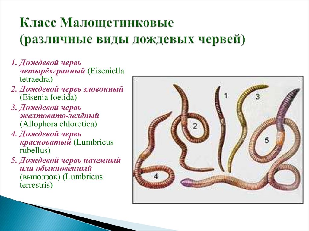 К группе кольчатых червей относятся. Тип кольчатые черви класс Малощетинковые. Класс Малощетинковые дождевой червь. Класс Малощетинковые черви и червь. Малощетинковые черви (дождевой червь).