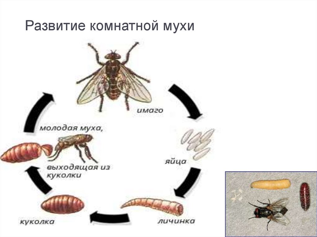 Тип превращения мухи. Комнатная Муха жизненный цикл. Схема постэмбрионального развития мухи. Тип личинки комнатной мухи. Цикл развития комнатной мухи схема.