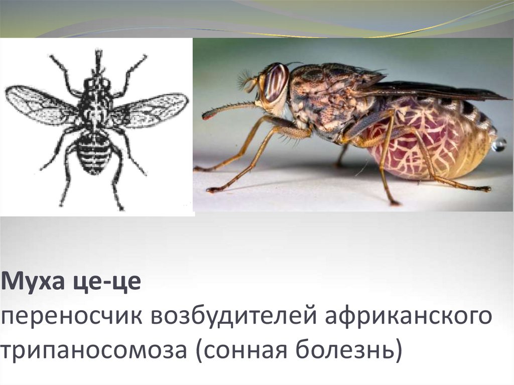 Заболевания вызванные насекомыми. Трипаносомы цикл Муха ЦЕЦЕ. Опасные насекомые Муха ЦЕЦЕ.