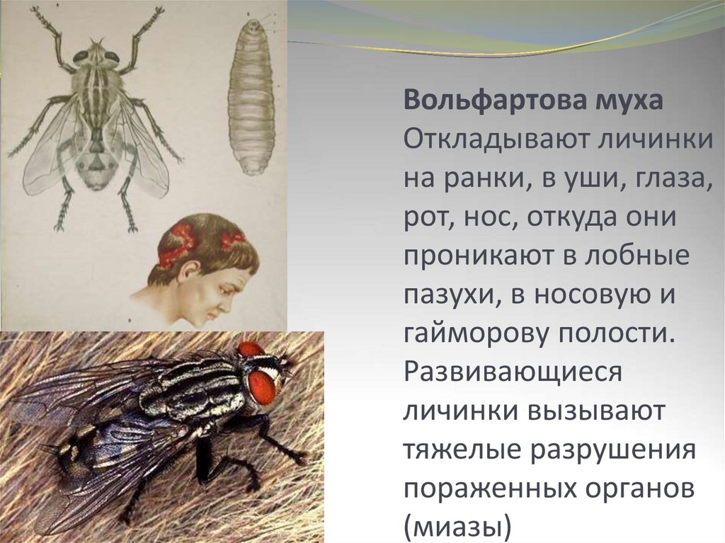 У мух есть пол. Вольфартова Муха личинки. Вольфартова Муха личинки на человека. Личинки вольфартовой мухи строение.