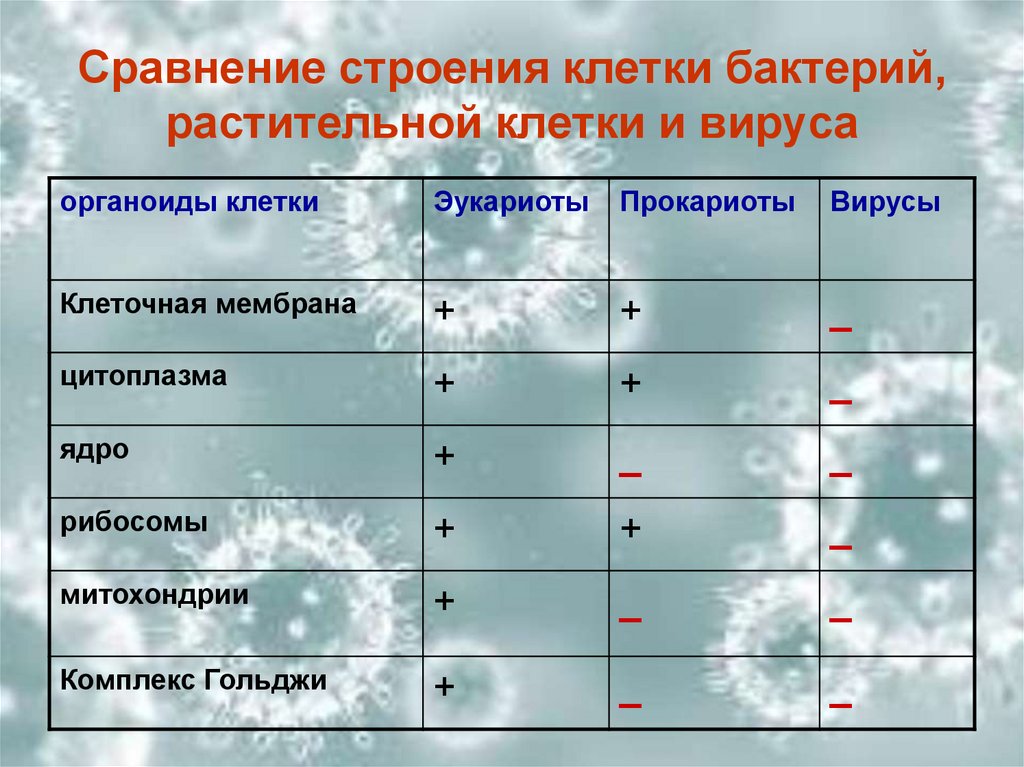 Сравнение бактерий и вирусов